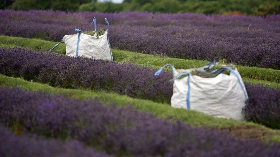България продължава да е световен лидер в производството на лавандулово масло