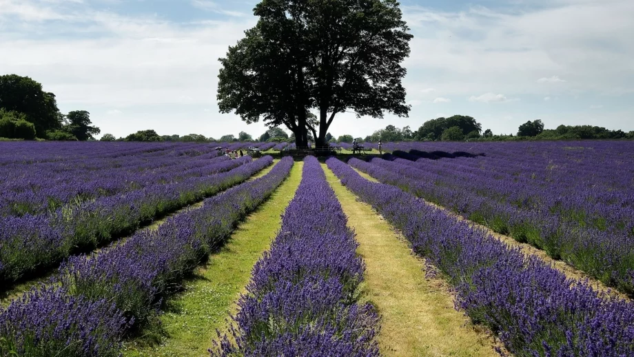 Тази година лавандулата е повече, отколкото пазарът може да поеме