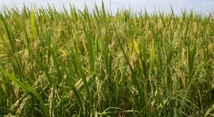 Оризът от Фукушима премина успешно тестовете за радиация