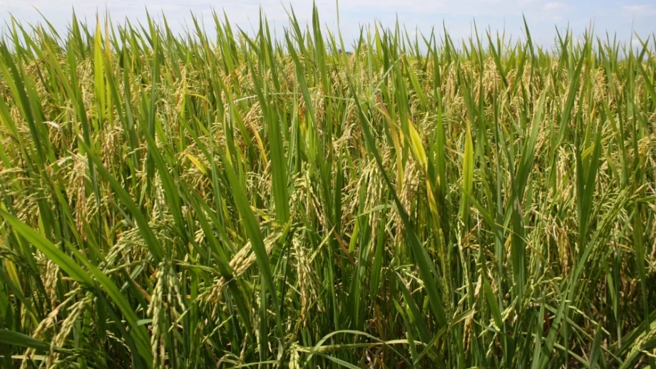 Оризът от Фукушима премина успешно тестовете за радиация