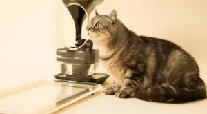 Създадоха умна хранилка за котета