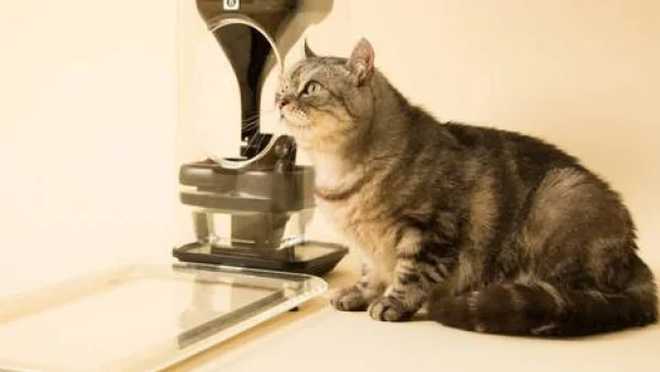 Създадоха умна хранилка за котета