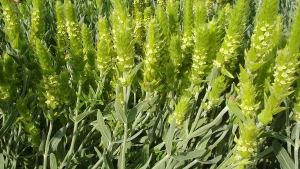 Отново забраняват брането на мурсалски чай