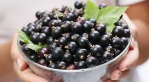 За какво е полезен касисът  