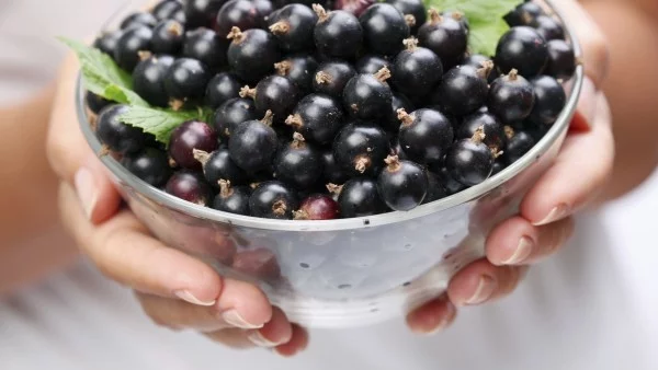 За какво е полезен касисът  