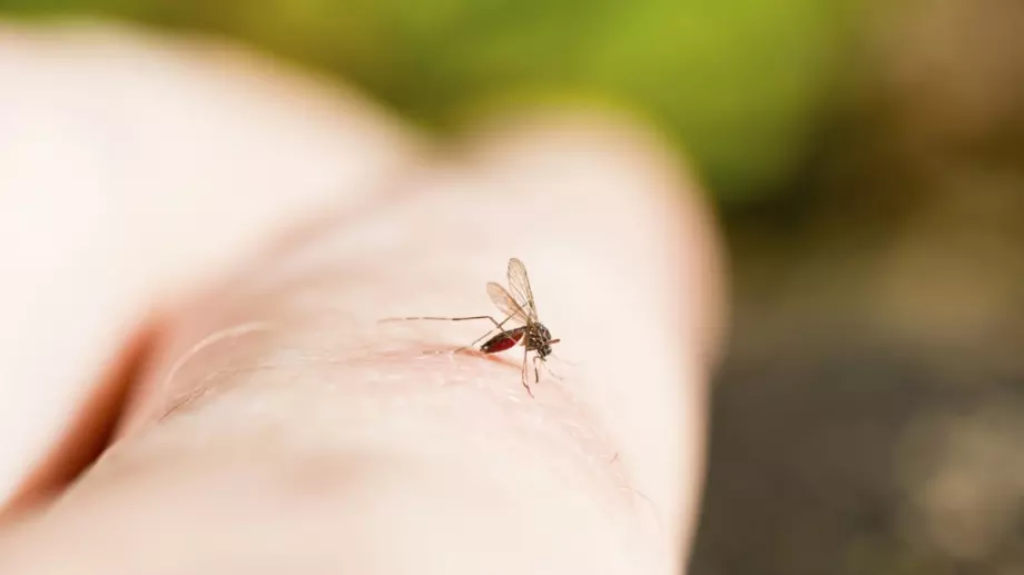 Ето кои хора привличат комарите и защо