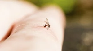 Увеличава се рискът от разпространение на западнонилска треска