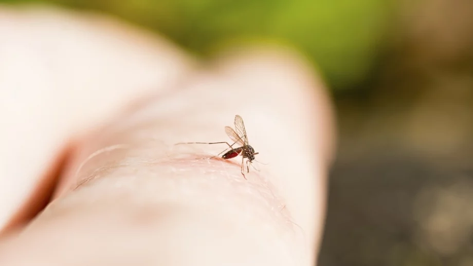 Отпускат 2 млн. лева за пръскане срещу комари по Дунава