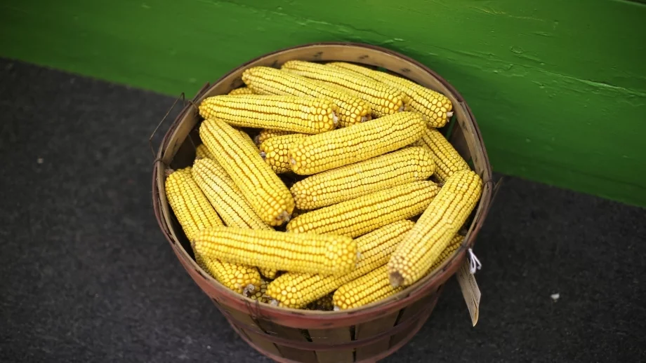 Кабинетът забрани рекламите на ГМО, в които участват деца 