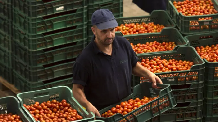 Карантината за българи и румънци може да съсипе земеделието в Италия