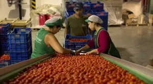 Германия разкри как ще приема българи за сезонна работа