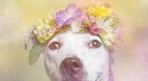 Питбулите така, както никога не сте ги виждали