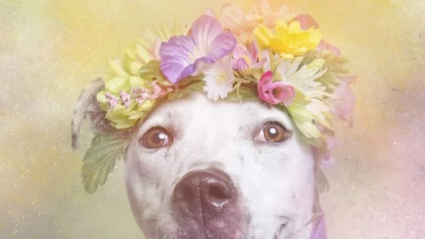 Питбулите така, както никога не сте ги виждали