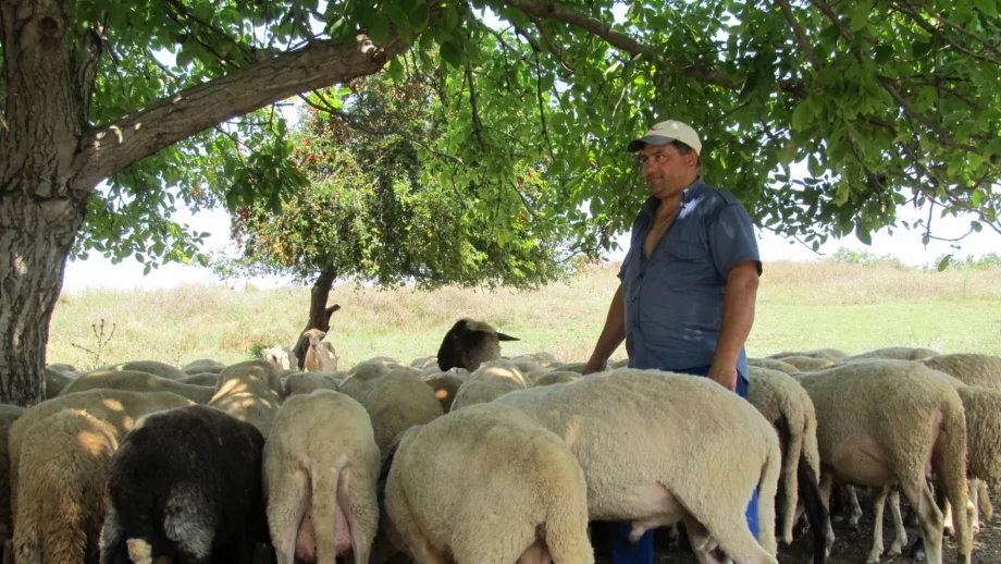 Животновъдите масово не получават субсидиите си 