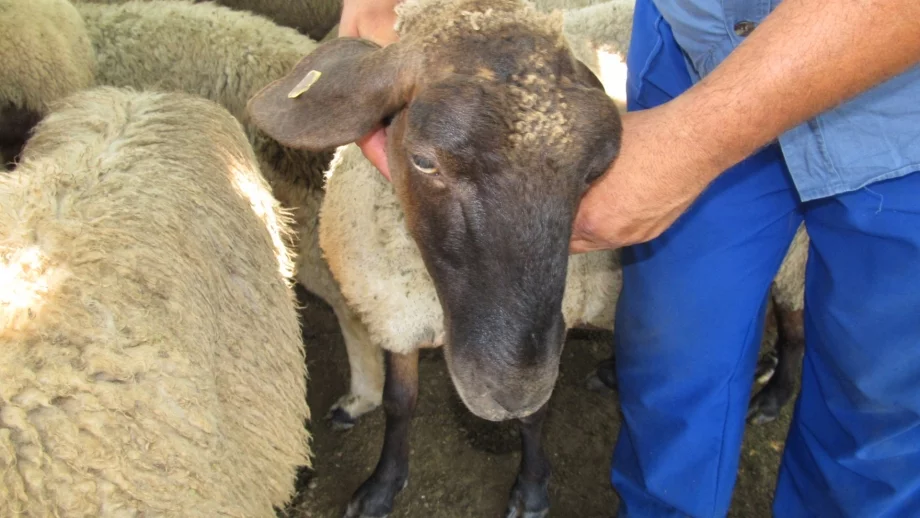 Обезщетенията за "синия език" трябва да бъдат изплатени до 20 декември 