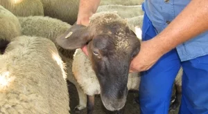 2014/08/12/0380284001407844342