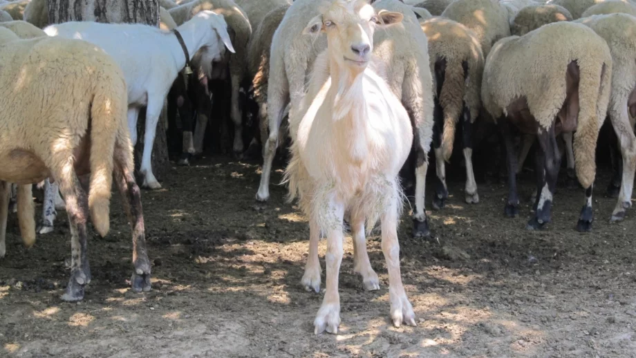 500 лв. глоба, ако козите ви унищожат чужда продукция