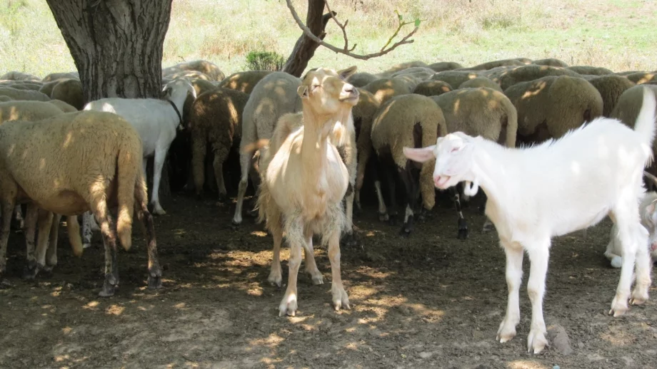 Изплатиха обезщетенията на фермерите, загубили животни заради "син език"