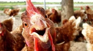 Във Великобритания откриха хотел за кокошки