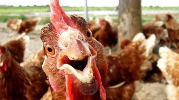 Във Великобритания откриха хотел за кокошки