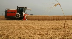 Земеделците прибраха с 14,2% повече пшеница 