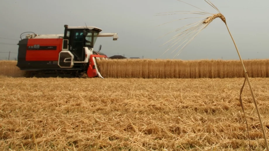 Земеделците прибраха с 14,2% повече пшеница 