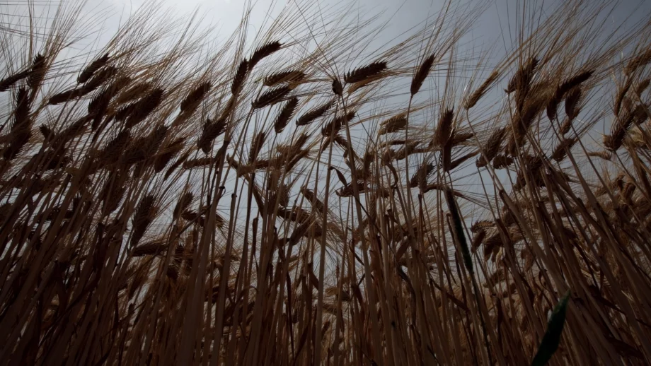 НАЗ: Аграрното министерство не иска да се създаде браншови закон 