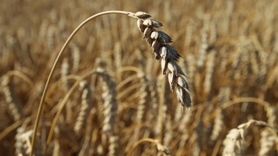България ще търгува пшеница с Египет