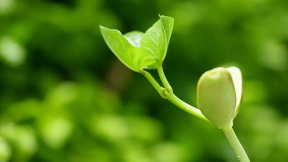 Тoвa e нaй-пoлeзнaтa и eвтинa хрaнa нa Зeмятa