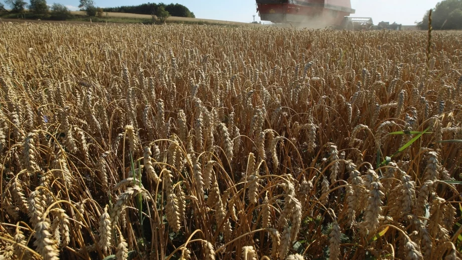 Студовете ще се отразят негативно на реколтата от пшеница