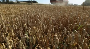 Над 5 млн. тона пшеница ще бъде реколтата тази година