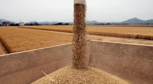 Турция обмисля алтернативи на руската пшеница