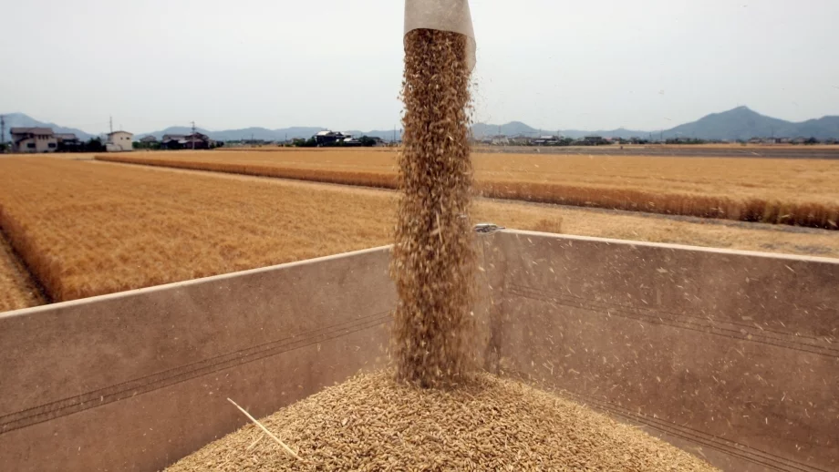 ДФЗ отпуска 5 млн. лв. за нисколихвени кредити на зърнопроизводителите