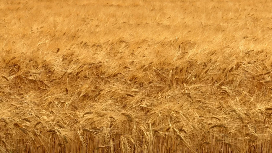 Цените на зърното най-ниски от 10 години насам 