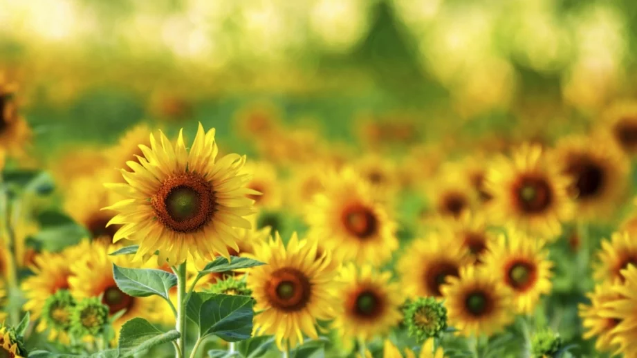 Жегата и сушата и нас вредят на слънчогледа 