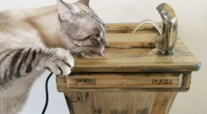 Създадоха чешмички  за котки