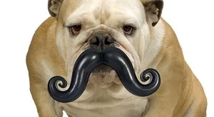 Оригинални подаръци за кучета