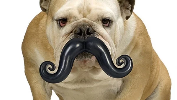 Оригинални подаръци за кучета