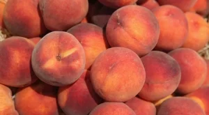 Производителите на праскови ще получат допълнителни 4 млн.лв.