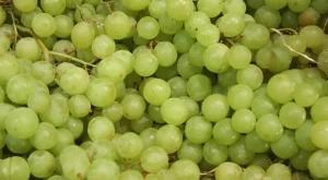 Тазгодишната реколта от грозде - с високо качество 