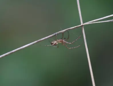 Интересен и странен факт за паяците