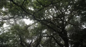 Увеличава се площта на защитените гори у нас 