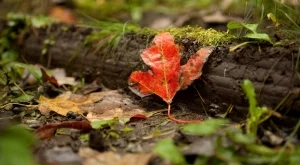 Изкуствено дърво генерира енергия от вятъра