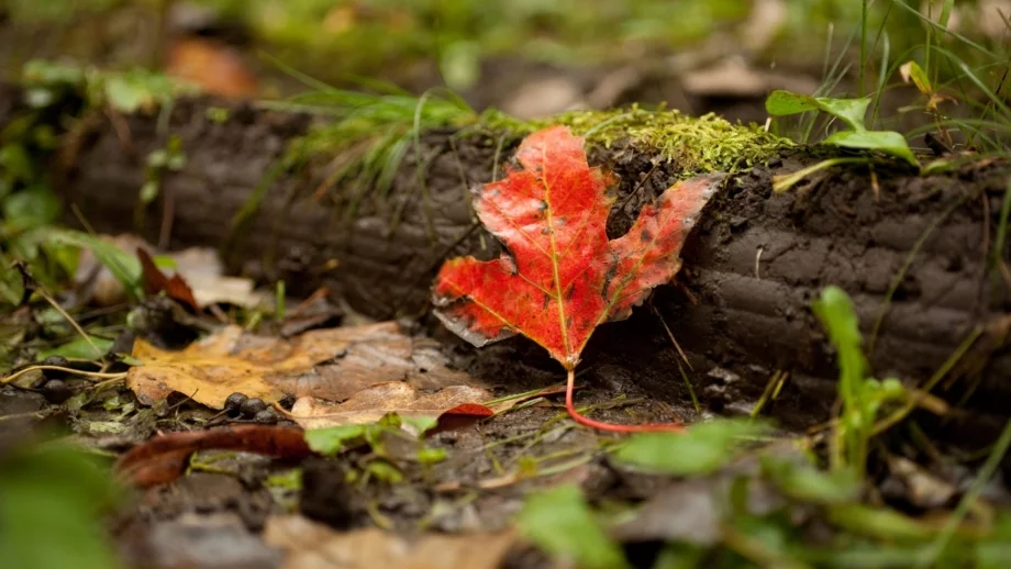 Изкуствено дърво генерира енергия от вятъра