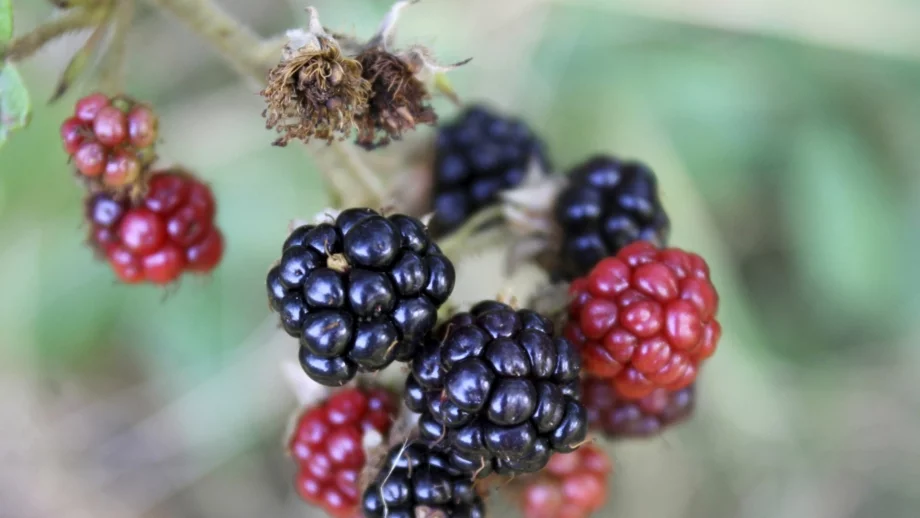 Загубите при малините и къпините може да достигнат 50% заради студа 