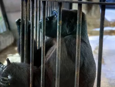 Коронавирус е констатиран при горили в зоопарка на Сан Диего