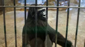 Виц на деня: Мъж и жена пред клетката на горилата