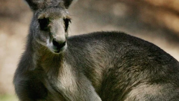 Семейство кенгуру е било отровено в хасковския зоопарк