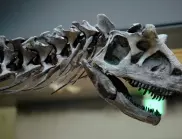 Най-добре запазеният скелет на динозавър продаден на търг за 12,4 млн. долара 