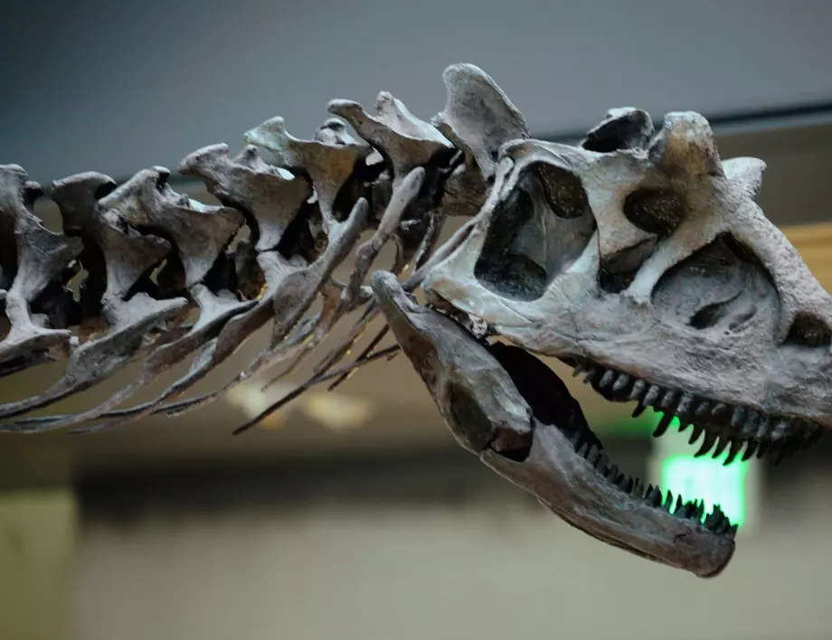 Най-добре запазеният скелет на динозавър продаден на търг за 12,4 млн. долара 